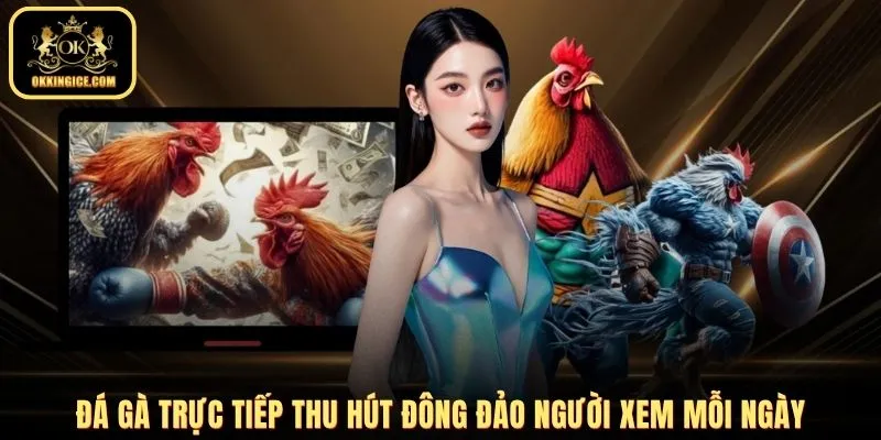 Đá gà trực tiếp thu hút đông đảo người xem mỗi ngày