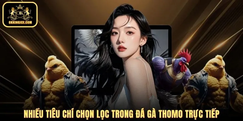 Nhiều tiêu chí chọn lọc trong đá gà Thomo trực tiếp