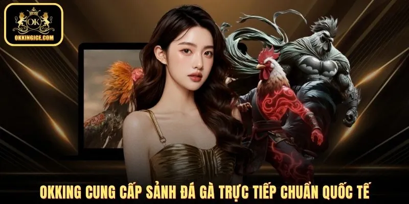 OKKING cung cấp sảnh đá gà trực tiếp chuẩn quốc tế