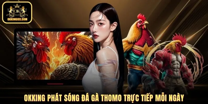 OKKING phát sóng đá gà Thomo trực tiếp mỗi ngày