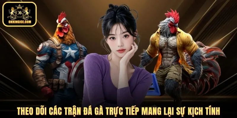 Theo dõi các trận đá gà trực tiếp mang lại sự kịch tính