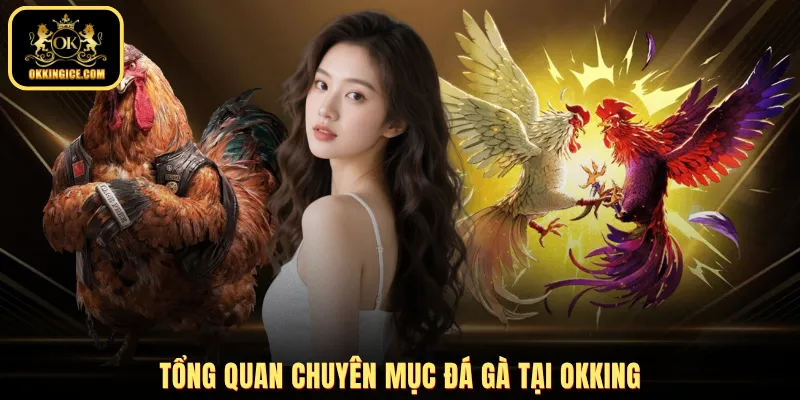 Tổng quan chuyên mục đá gà tại OKKING